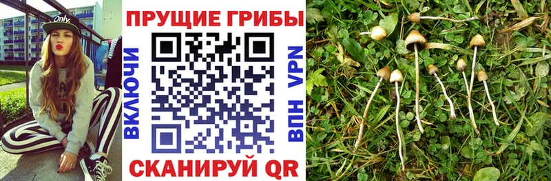 Галлюциногенные грибы прущие грибы маркетплейс клад Туапсе где продают наркотики